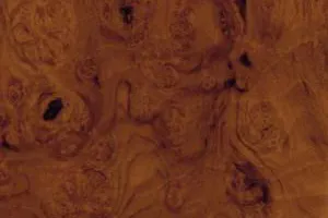 胡桃癭木